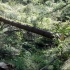 韩国伐木工人伐木技能。砍伐树木清除森林的过程