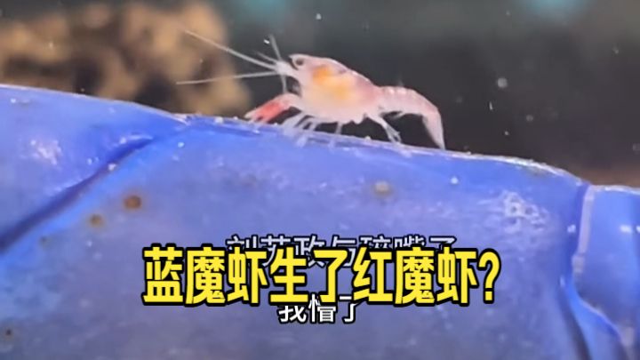 我养的蓝魔虾竟然生了红魔虾的孩子?