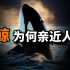 虎鲸的秘密：它为何能称霸海洋？为何对人类哈腰点头？又为何会饿死？所有虎鲸的真相在这里【神秘的海洋】