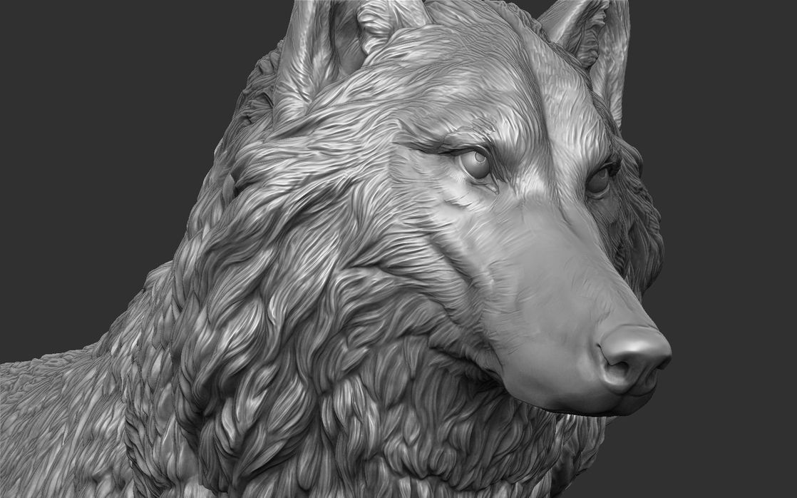 zbrush狼动物雕刻参考资料,zbrush雕刻资料