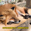 日本狐狸村🦊，近距离接触小可爱 | 宫城藏王狐狸村