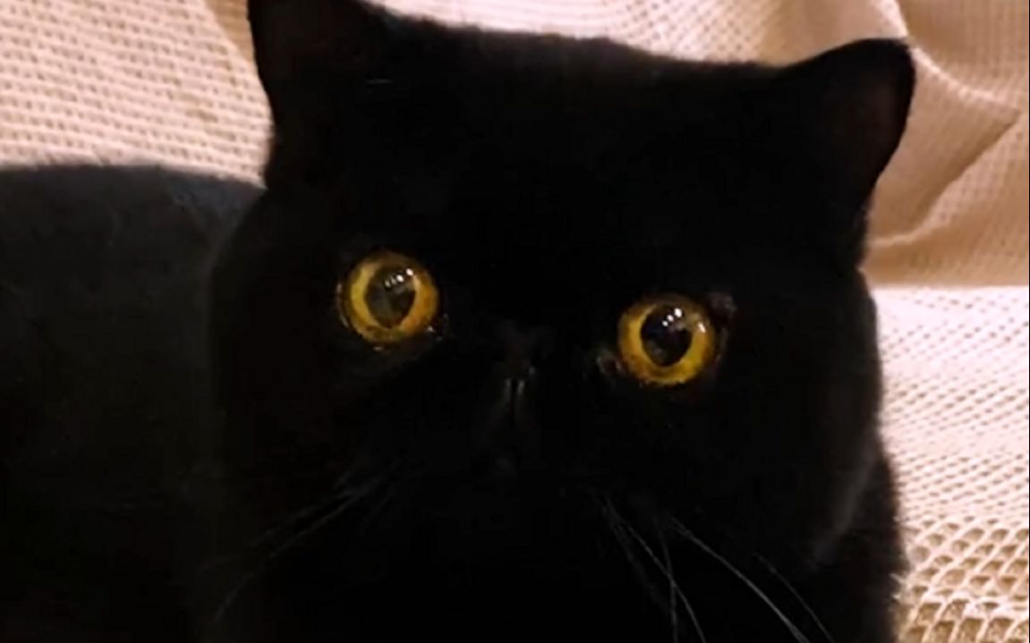 这只黑猫知道自己很黑！