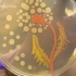 大肠杆菌可以拿来作画！？而且还真的美美的！