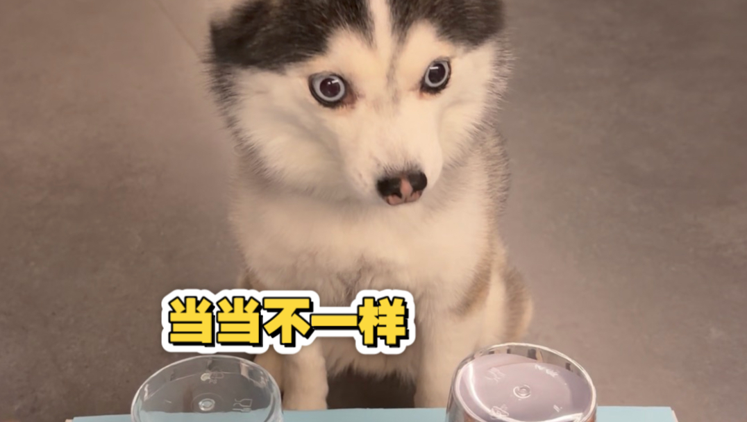 狗：天天上一当，当当不一样