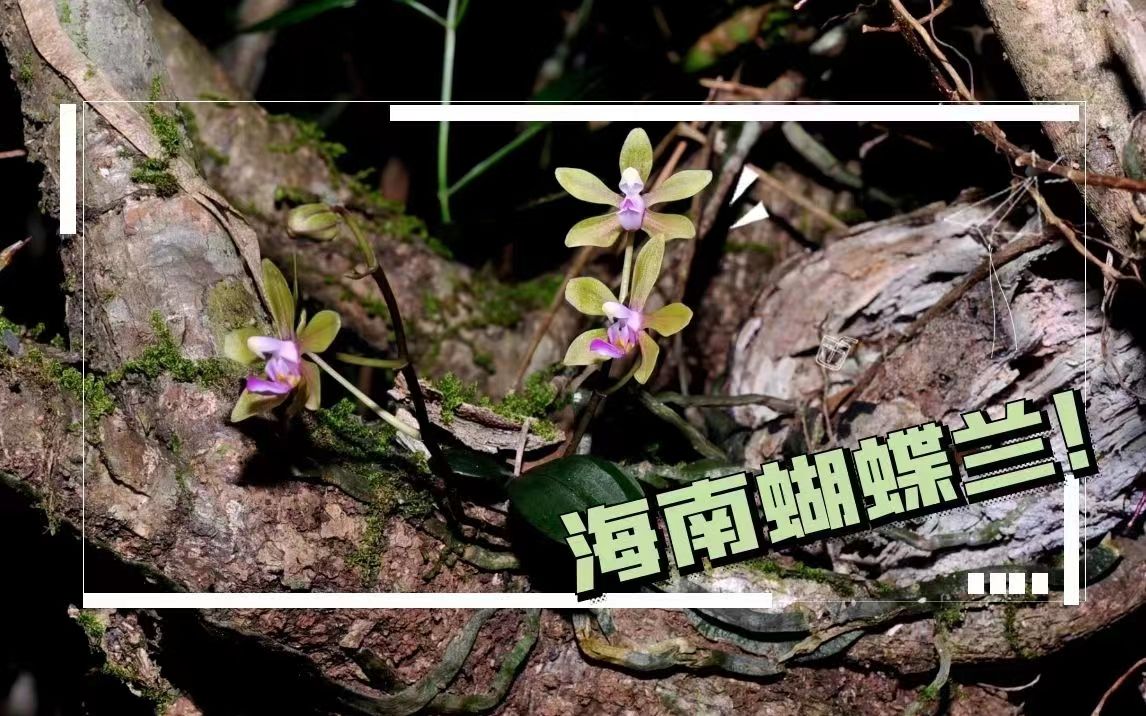 植物篇：海南蝴蝶兰 | 海南热带雨林国家公园科普视频系列