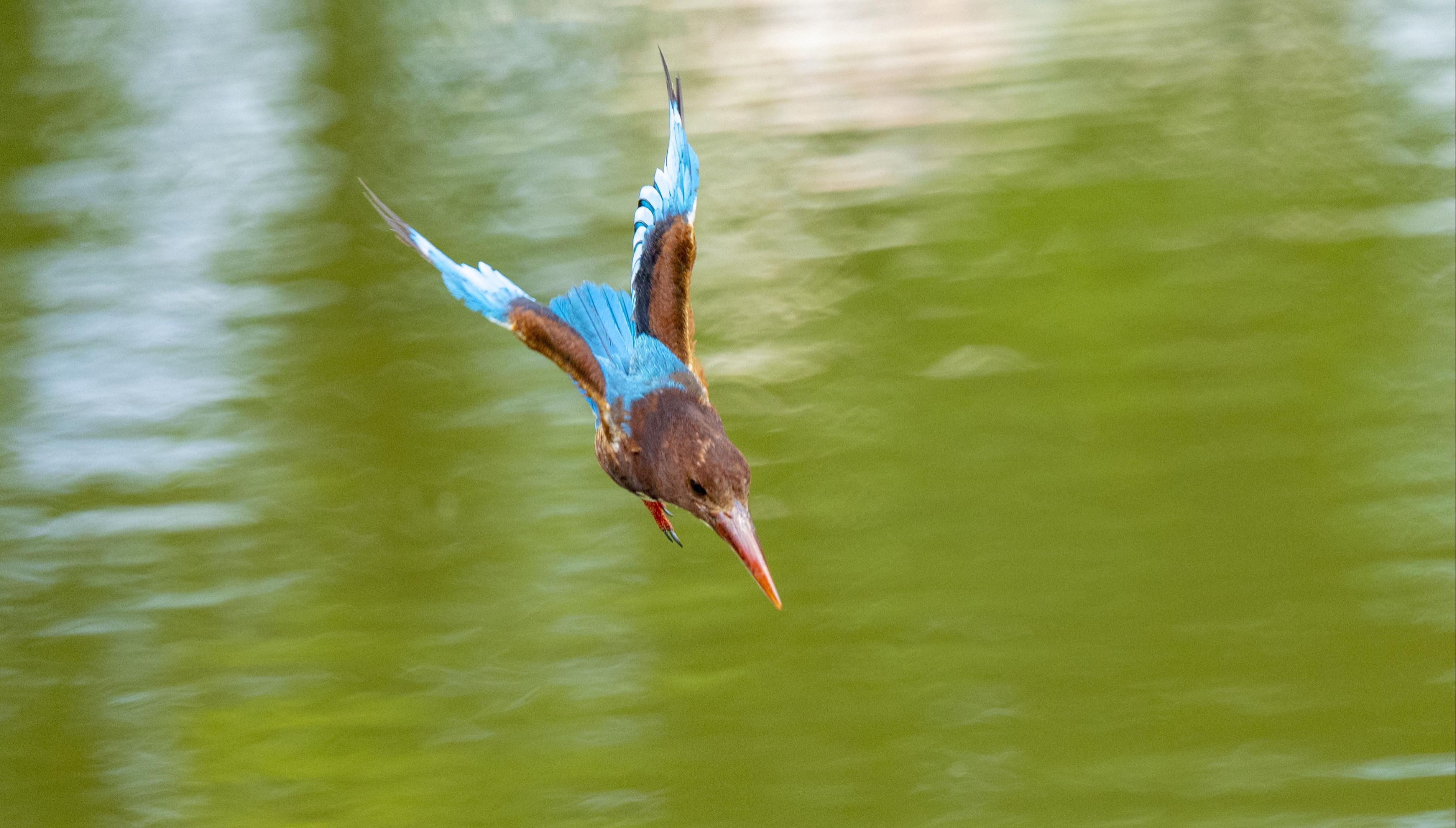 深圳洪湖公园大翠下水练习