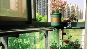 阳台种什么植物好四季 f30048f4158987ef37fabb20e52c2c50b7743e2b.jpg@280w_158h_1c_100q.jpg