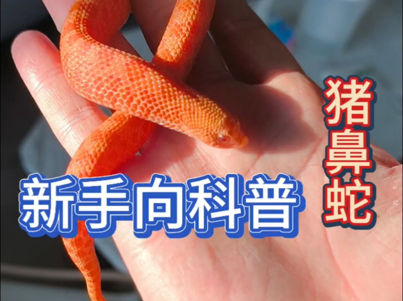 猪鼻蛇入坑科普！！