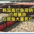 日核污染水排海害韩国高价鱼滞销价格暴跌，石斑鱼大量死亡