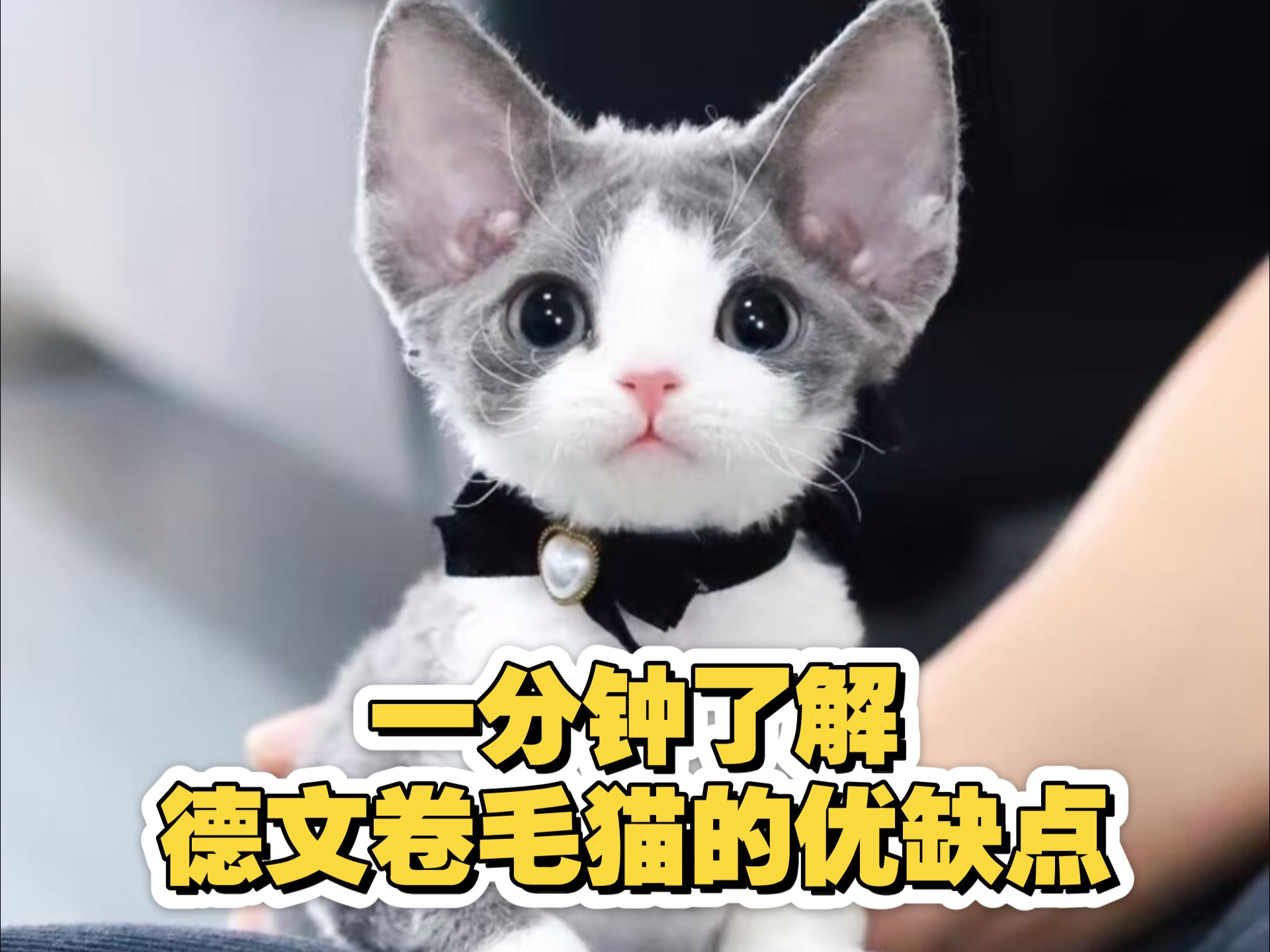 一分钟了解德文卷毛猫的优缺点