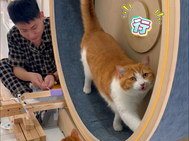 自从养了猫看别人家有啥我就想做啥哈哈