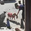 狗子看中店铺布娃娃，赖着不走主人劝说也不听，老板大方送出