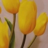 郁金香叶3-5枚，条状披针形至卵状披针状，花单朵顶生，大型而艳丽，花被片红色或杂有白色和黄色，有时为白色或黄色花期4-5