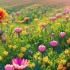 舒缓花田4k视频，多年生花卉，美丽的花朵，五颜六色，花田水彩