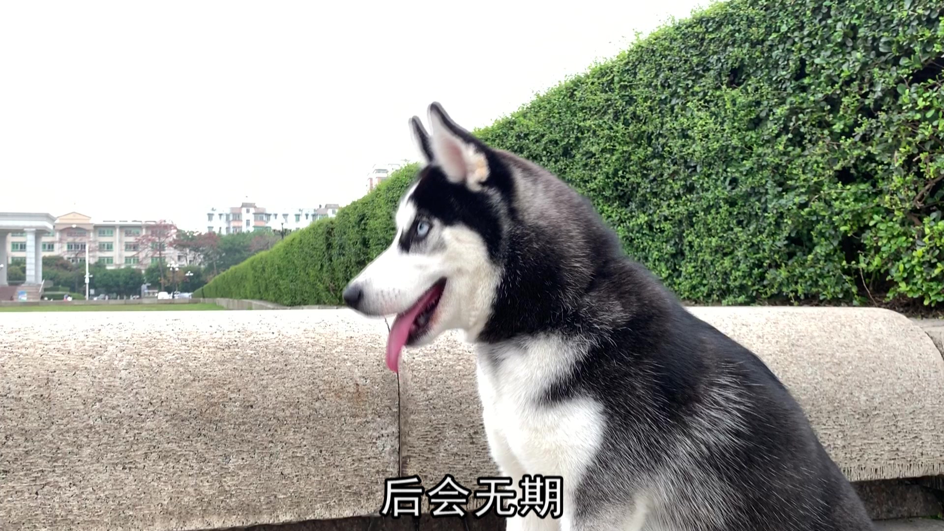千万不能让哈士奇吃醋