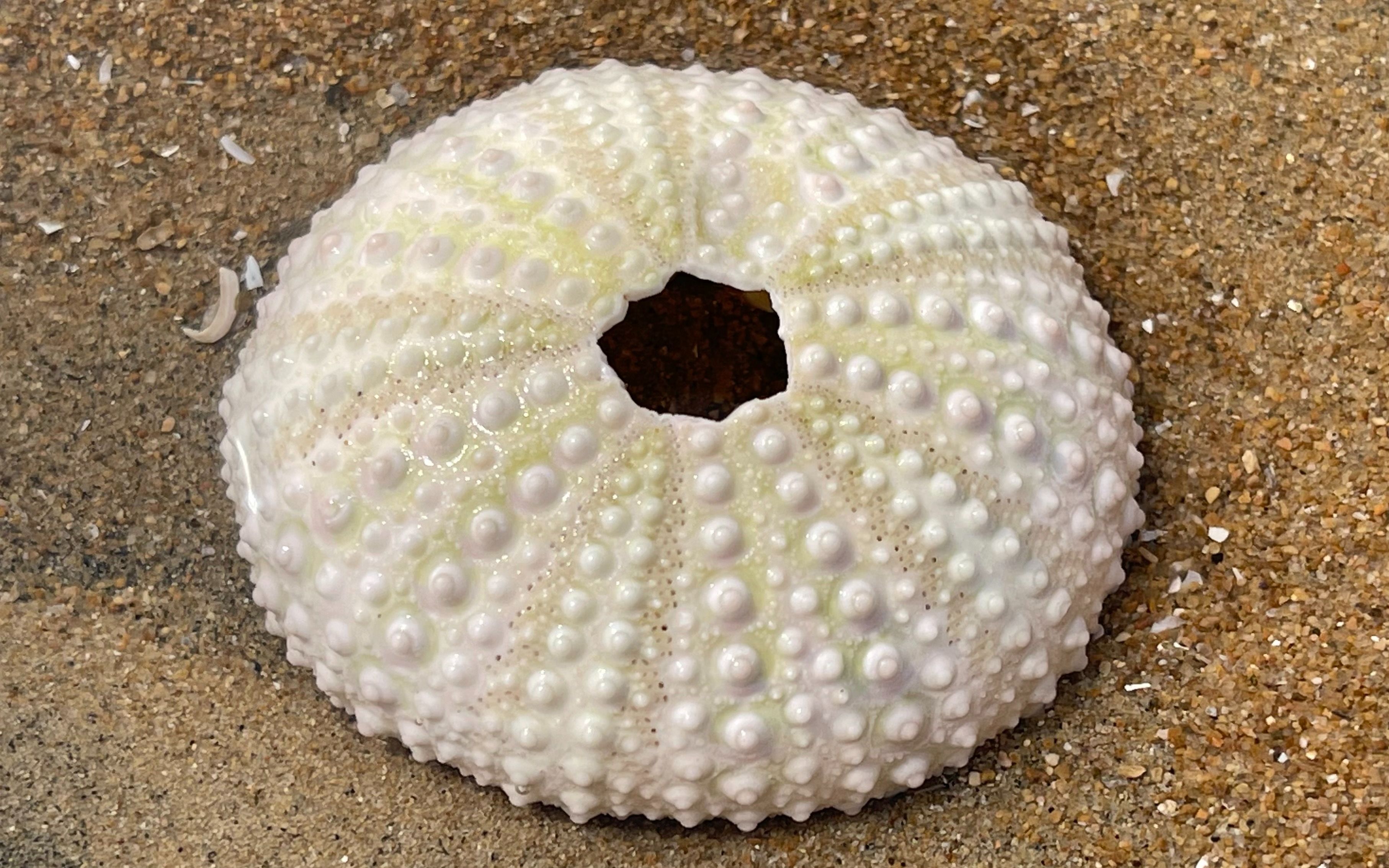 大海退潮后，大庆随着潮水发现海螺花一样的鱼籽，还有迷你海胆壳