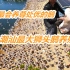 潮汕最大狮头鹅孵化基地:35000头鹅，1公配5母日夜交配，生好多蛋