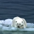 北极冰川融化，北极熊闯进城市中，突然抱住了一个男子