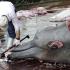 【大狗】日本捕鲸不止是满足口腹之欲，背后还有让人沉默的真相！