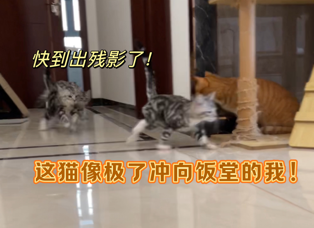 【朱茜一家十口猫】第一次在B站发视频，求关注！