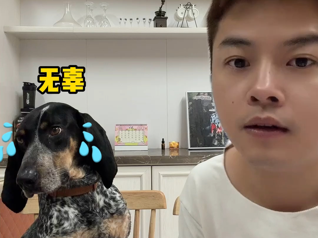 最吵的狗来了！！！再说一遍，不要轻易尝试冷门犬种！