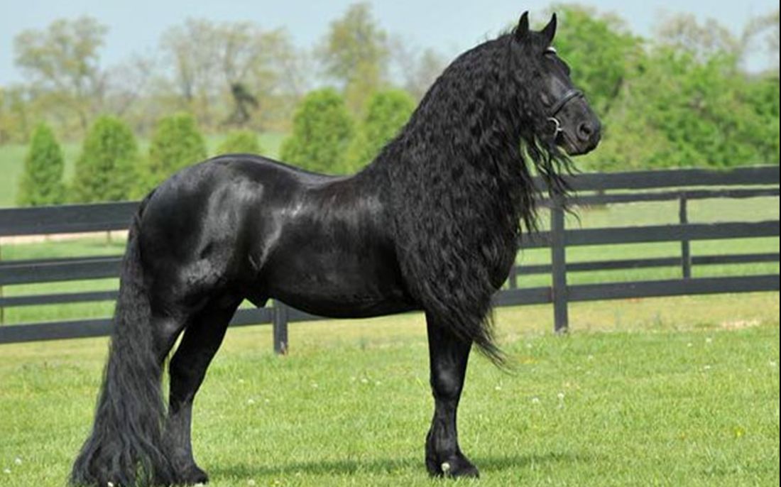 世界上公认最帅的马,配种一次要10万,有一个非常霸气的名字!