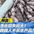 受日本核污染水排海影响 韩国渔业损失巨大