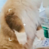 急成两腿星人