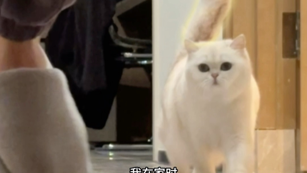 猫咪的心思全写在尾巴上