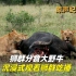 高清原声纪录片，狮群分食大野牛，沉浸式观看狮群吃播