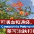 金凤花药用价值. Caesalpinia Pulcherrima benefits.