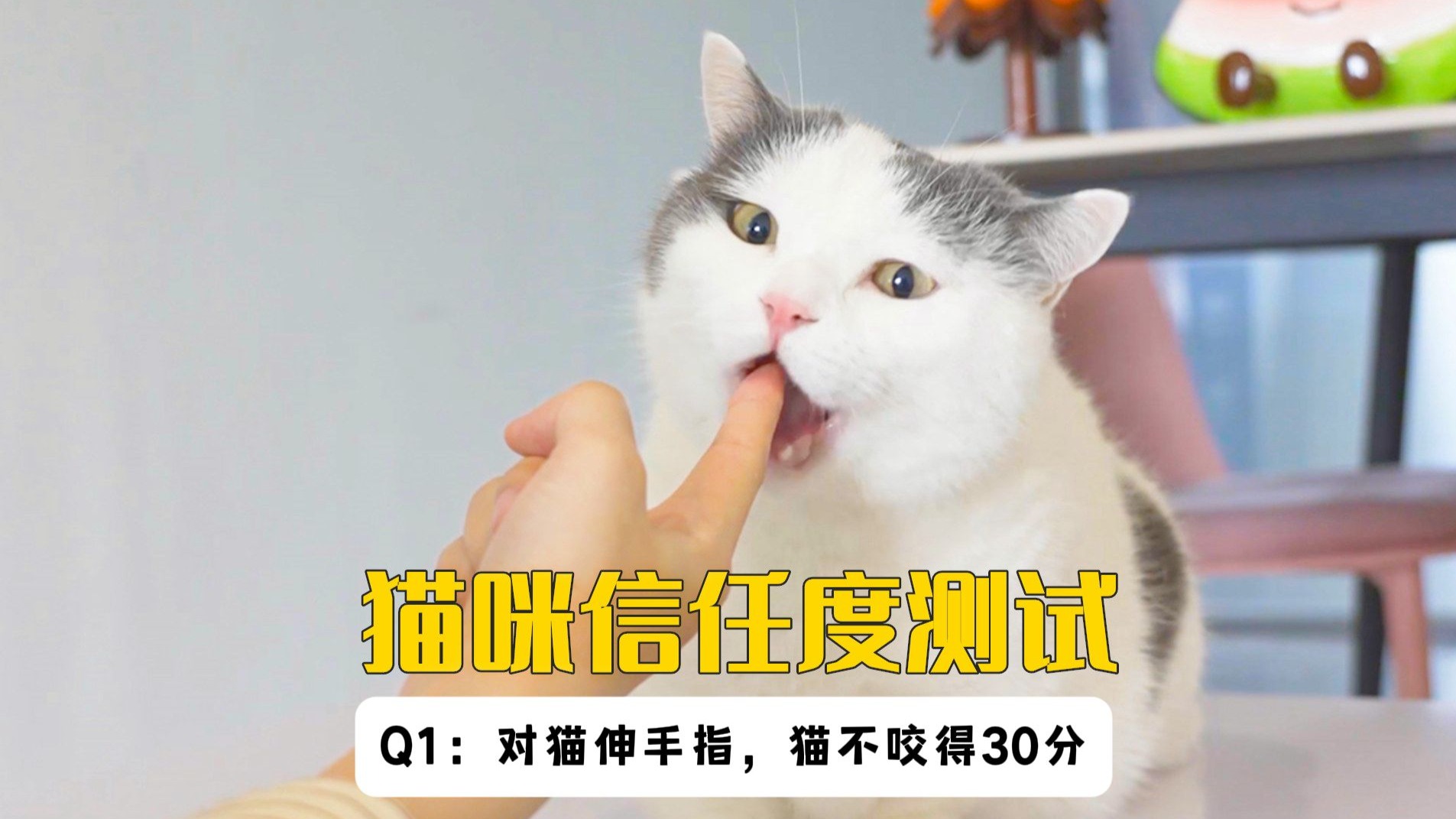5只猫信任度测试，完了！养了一只白眼猫！