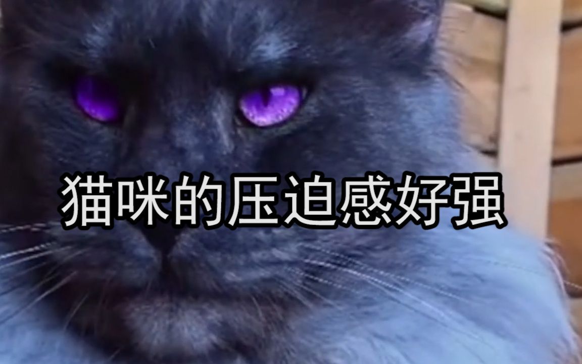 猫咪的压迫感好强拉出一种拯救世界的感觉