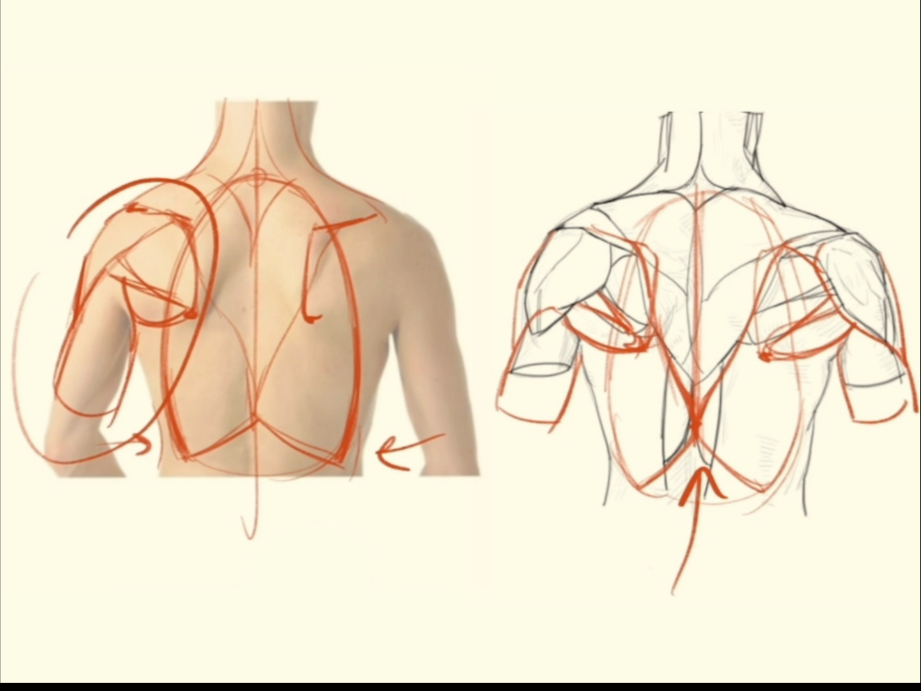 【作业批改】胸部背部结构全面解析，问题在哪里一目了然！