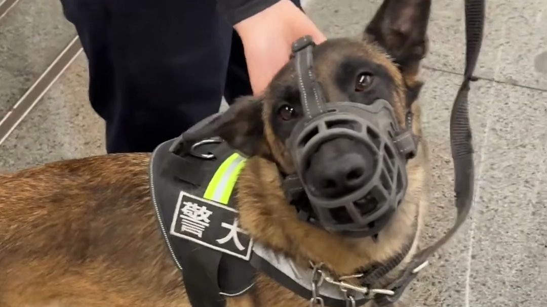 警犬可以摸吗