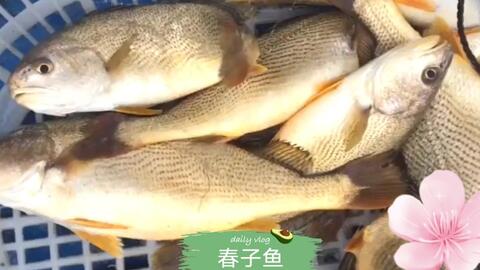 鲤鱼怎么蒸好吃又简单家常的 f46b2a9df106e59fb5176ca40beb8ec85fbf3548.jpg@480w_270h_1c