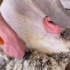 小羊逐渐显露原形，披这么厚的“羊毛大衣”，小蹄子还不老实