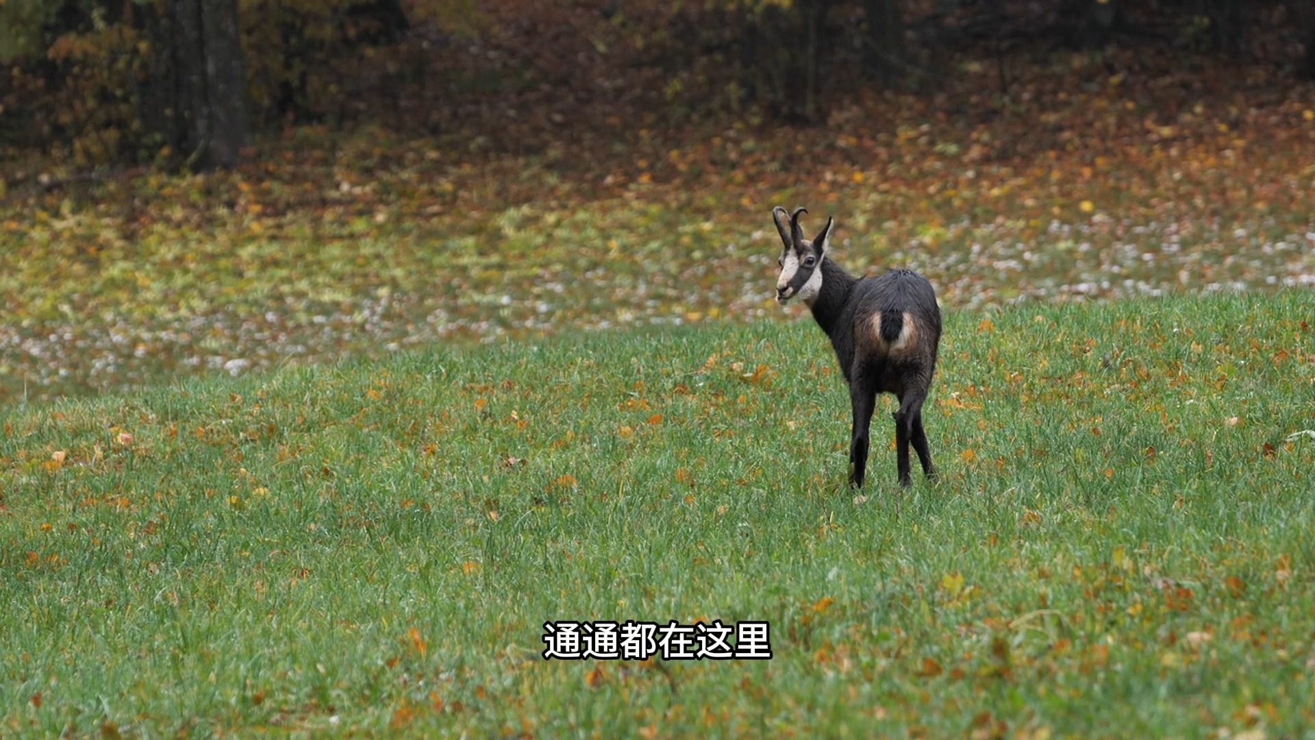 如何才能显化出独属于自己的人生体验？千万别再被人左右了！人之道中三六九等，天之道中万物平等！