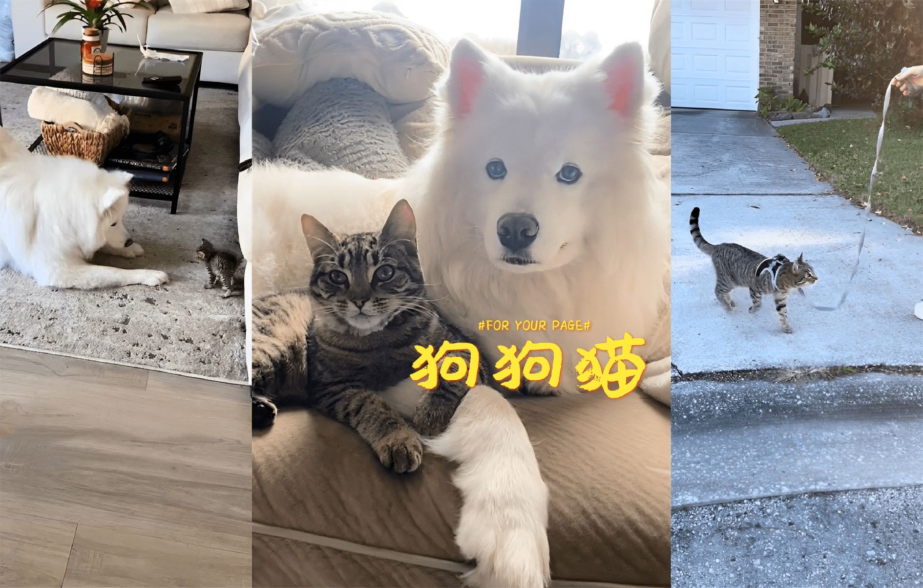 跟狗狗一起长大的猫猫会有些什么行为呢？
