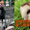 黑熊是人扮的？动物园回应！台风刮落怪鸟，竟是二级保护动物