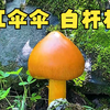比起吃蘑菇更开心的是捡蘑菇的过程，只要一进山就停不下来了