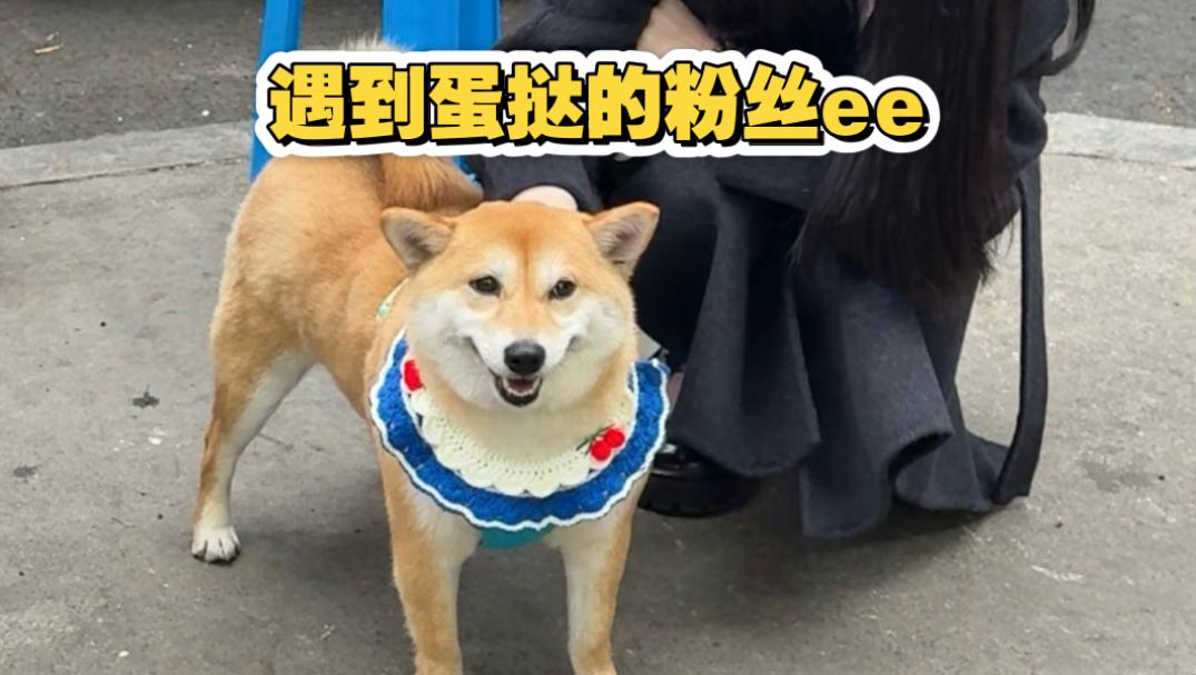 靠火锅店老板的狗当宠物博主的第五天