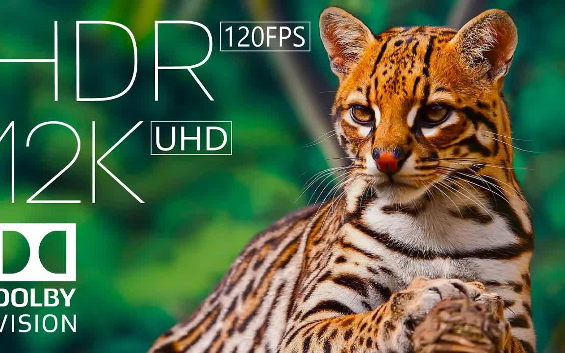 Dolby Vision Hdr 4k 60fps Dolby Atmos