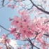【阿兔vlog】04.《关于春天的小碎片》