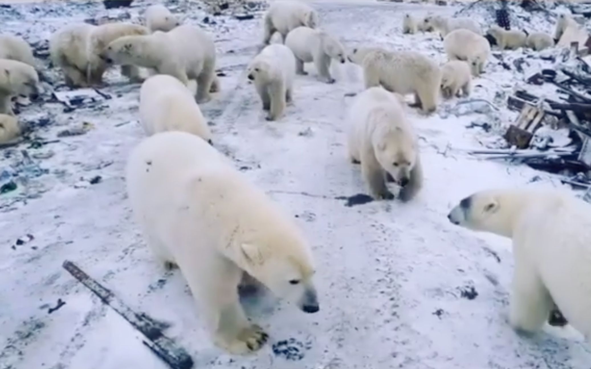 战斗民族拿它没辙！北极熊组团俄罗斯“观光” 当地进入紧急状态