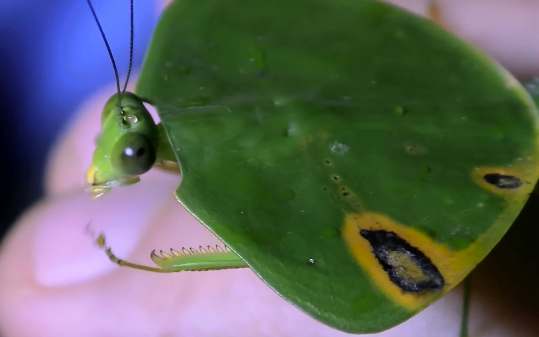 【Brave Wilderness】不可思议的叶螳螂【生肉