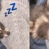 小浣熊睡觉时会打呼噜吗？