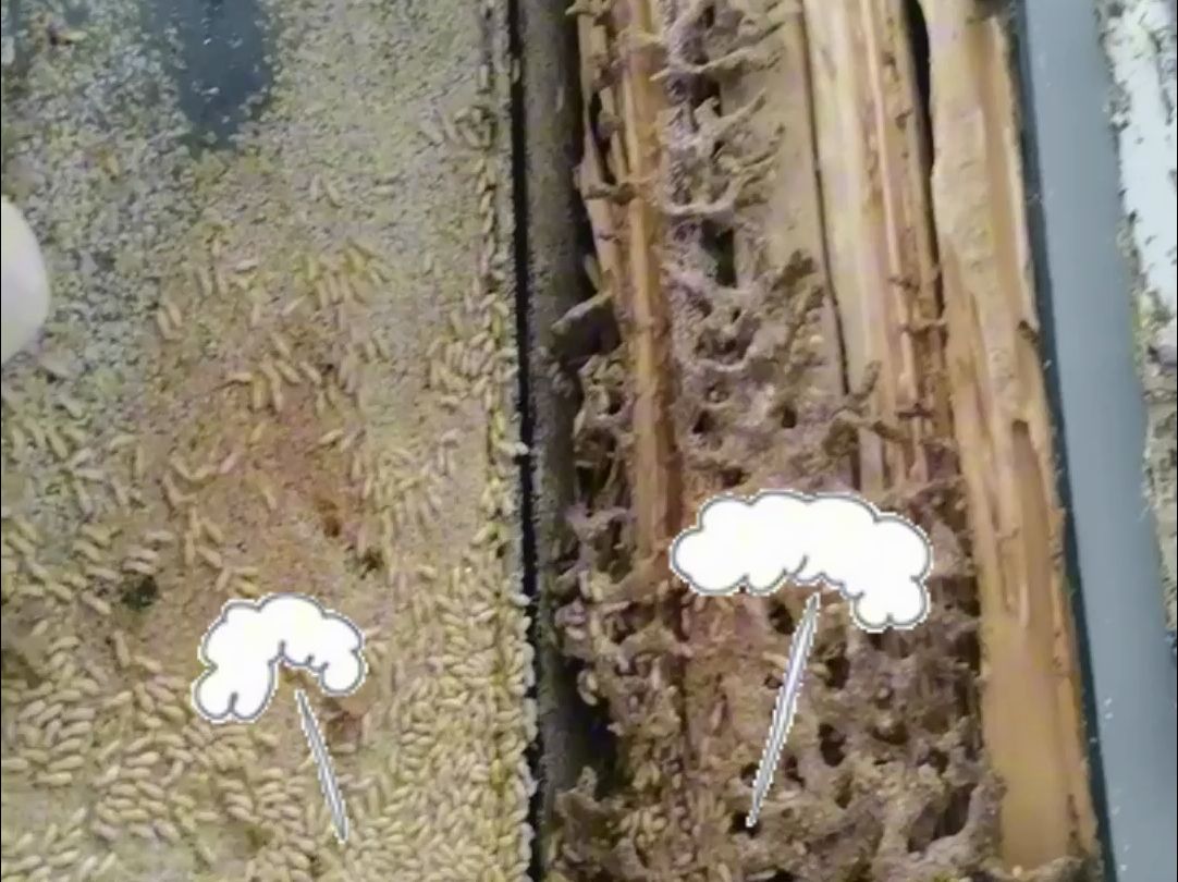 白蚁为什么那么喜欢吃门框?