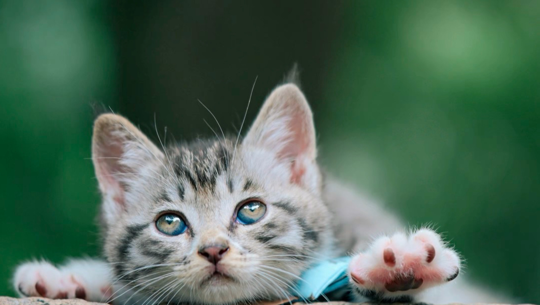 抓拍 自带氛围感的小猫咪