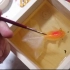 【大触手绘】在碗里绘制3D树脂金鱼 - gerardo chierchia油管搬运